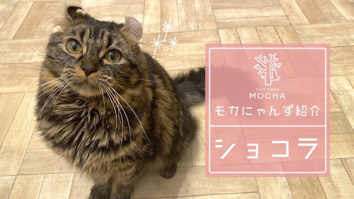 ショコラ（アメリカンカール♀）羽生店