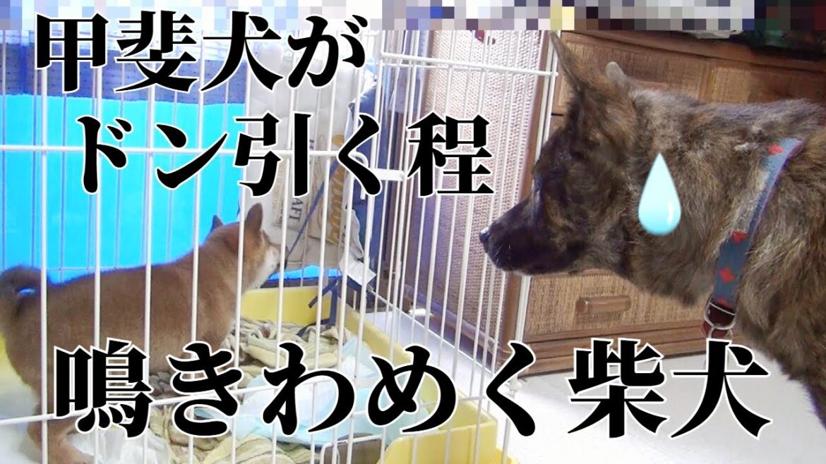 突然わめき鳴く柴犬の子犬にドン引く甲斐犬先輩（過去動画）　#甲斐犬 #子犬