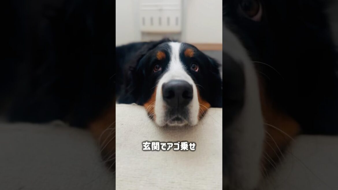 アゴ乗せされたら動けない💧バーニーズの甘えん坊タイム🐾