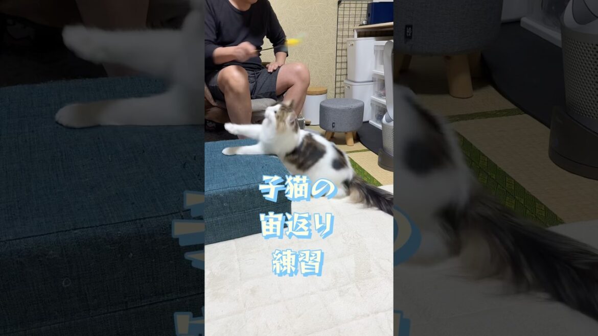 子猫が宙返りを練習 #shorts #ノルウェージャンフォレストキャット #子ネコ