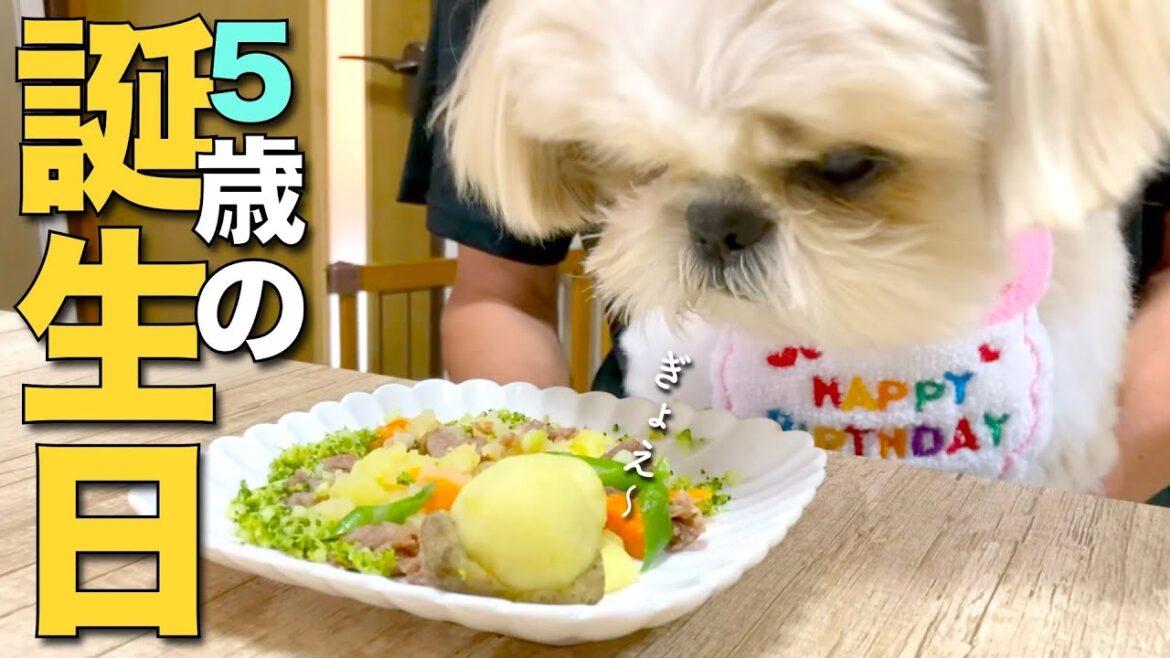 【5歳の誕生日】進撃のシーズー犬が、笑撃のシーズー犬になった日！www【392】