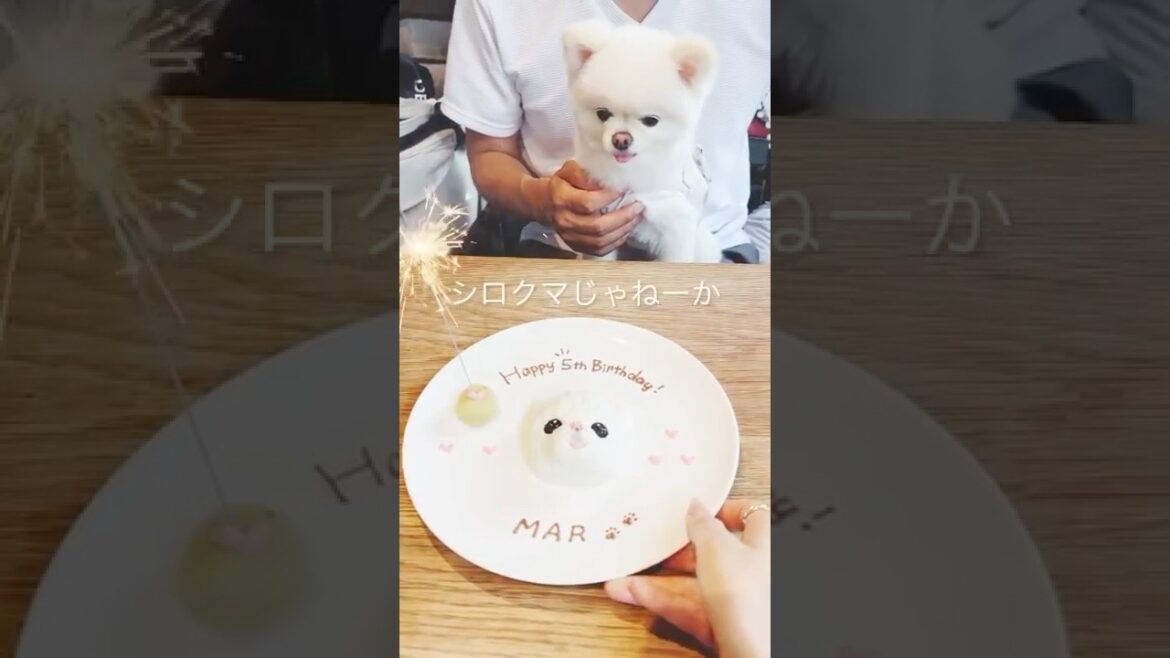【ワンちゃんの似顔絵ケーキが食べられる店】 #犬のいる生活  #ポメラニアン　#誕生日#개막전