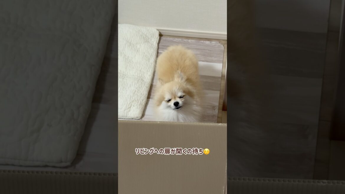 遊ぶ＜なでての愛犬#shorts #ポメラニアン #チワワ #きなちゃんねる #小型犬 #smalldog #ミックス犬 #甘えん坊