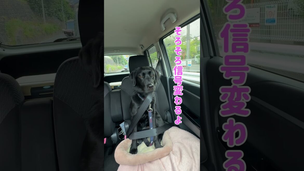 運転助手はこういうこと！ #shorts #ラブラドールレトリバー #大型犬のいる生活 #いぬのいる生活 #ドライブ #愛犬との日常 #愛犬とお出かけ #助手