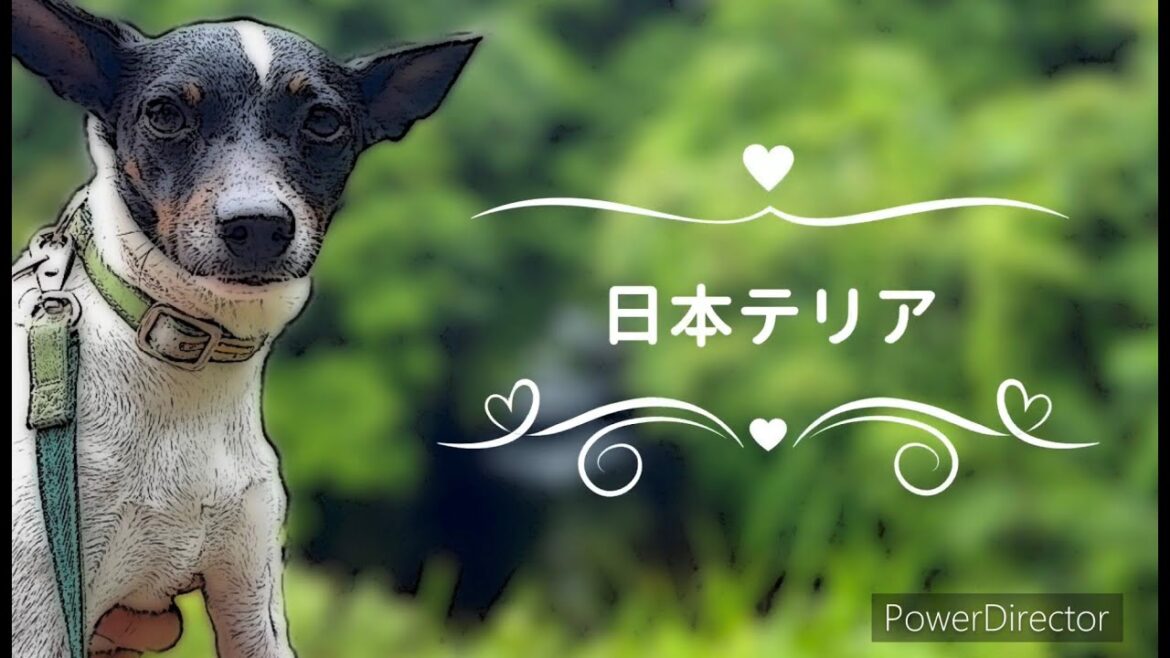 『日本テリア』ってどんな犬種？　日本テリアオーナーたちによる解説動画です。