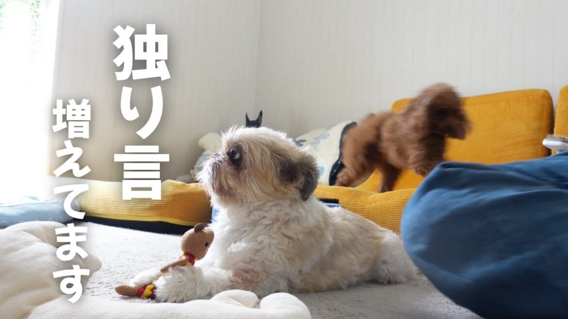 【シーズー】え？雨の日に何があった!?ブツブツ喋る犬のぼやきが止まらないwww～多頭飼い～チワワ シーズー ミニチュアピンシャー トイプードル