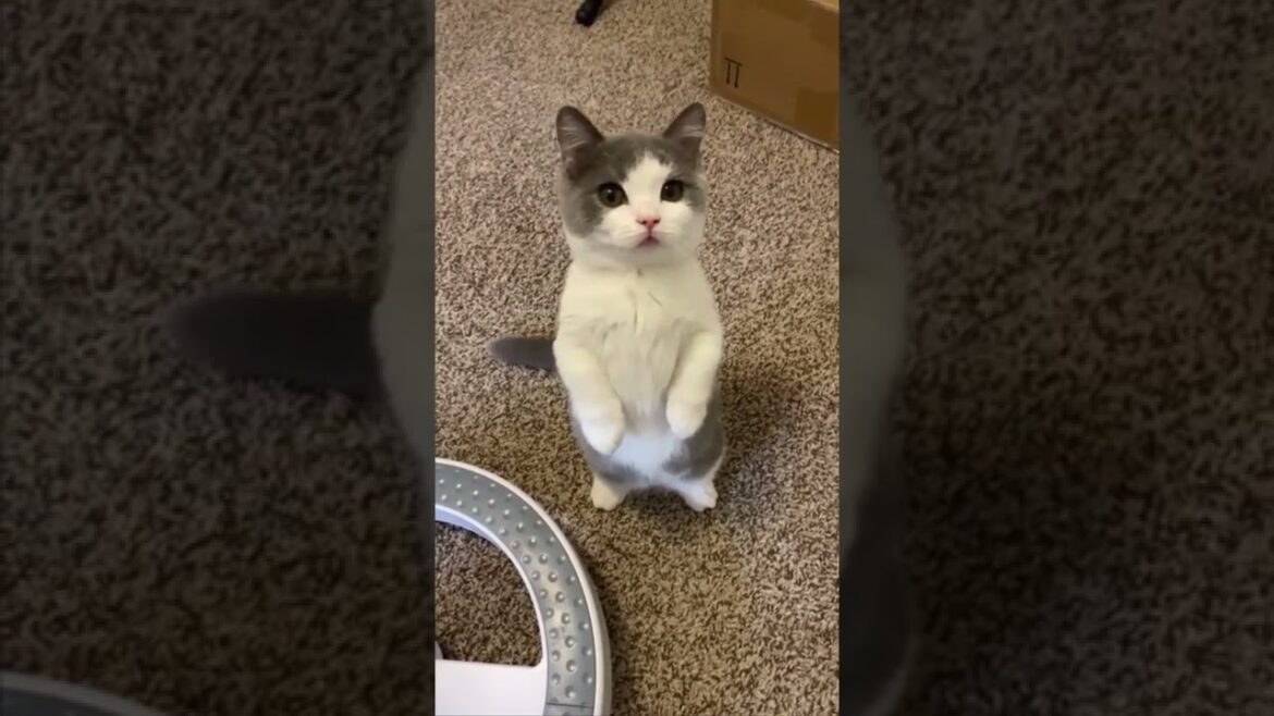 World's most confused cat 🙄😂 #kitty #puppy #wildlife #funny #shorts