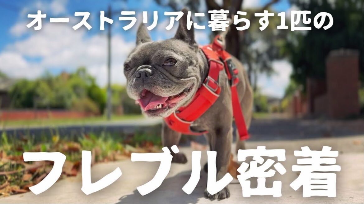 【密着】海外で自由気ままに暮らすフレンチブルドッグの日常