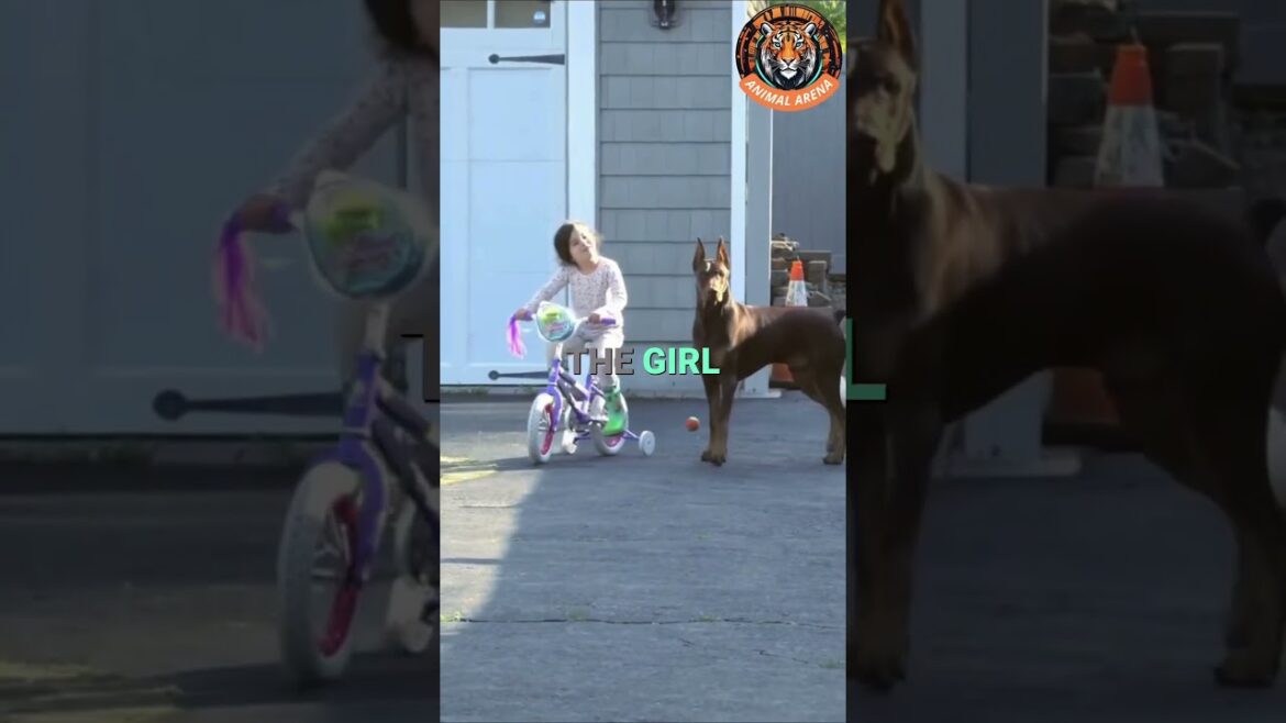 This Is Why the Doberman Is the Best Guard Dog for Your Child 🐕❤️