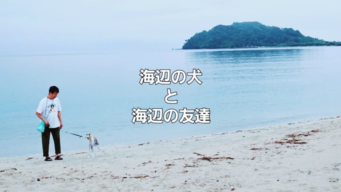 海辺の犬。海辺の友達。 #dog #whippet #family #friends #fukuoka #itoshima #japan #travel #camera #nikon