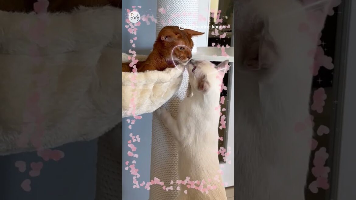 チューは世界を救う？！ご挨拶のチュでとろける猫ちゃん💓Greeting kiss🐈 #猫王国 #かわいい子猫 #猫のいる暮らし #アビシニアン #トンキニーズ