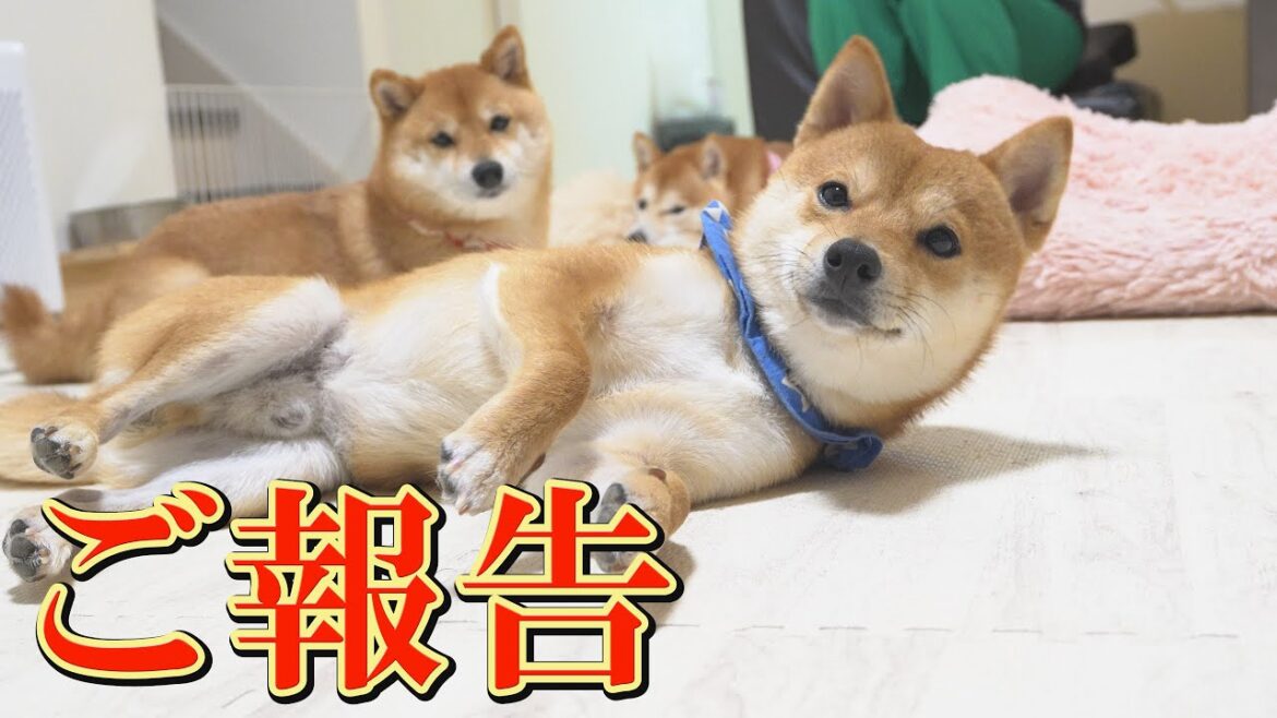 続く原因不明の発作…そして末っ子の柴犬に関してご報告があります。