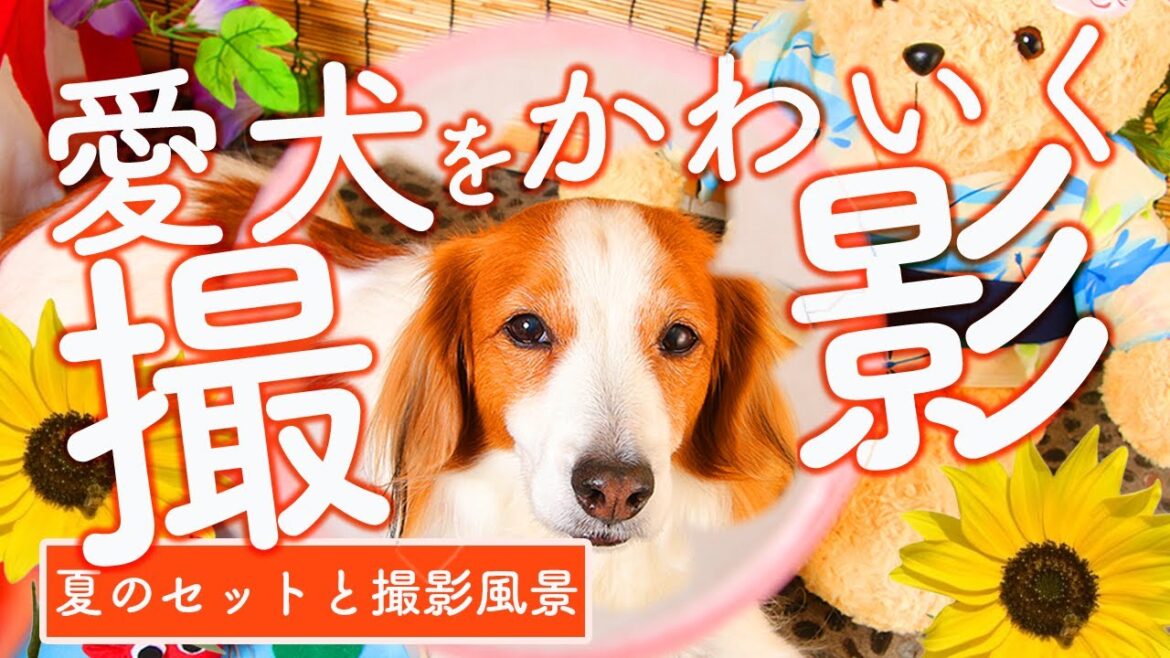 愛犬をかわいく撮影！【夏のセットと撮影風景】 #コーイケルホンディエ  #コイケル #チワワ