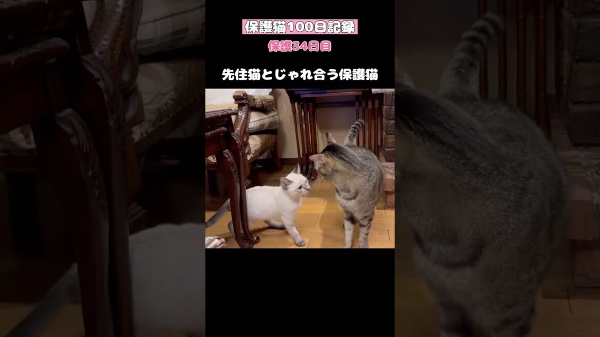 先住猫とじゃれ合う保護猫【保護猫100日記録〜34日目】 #ネコ #子ネコ #ねこ