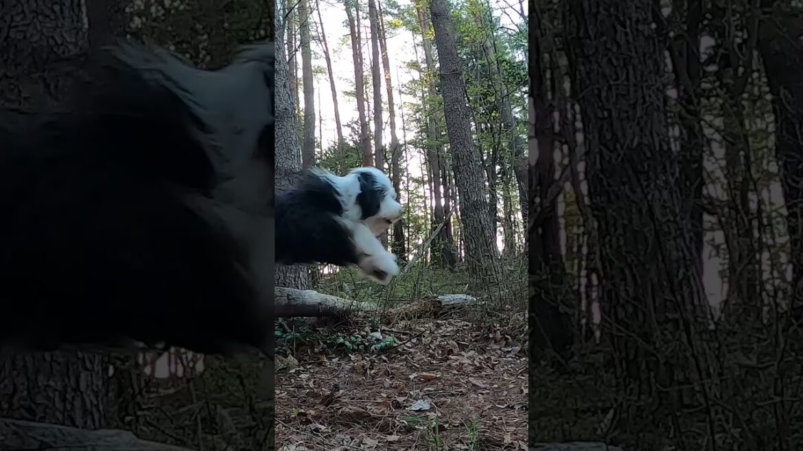 beardedcollie - 新緑の森アジリティでジャンプするわんこが凄い！🐶🐶🐶 #Shorts