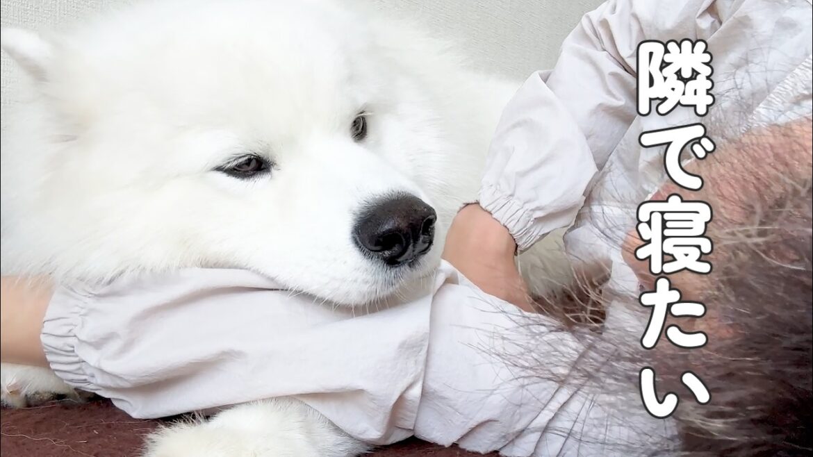 寝るときは絶対ひっつきながら寝る超甘えん坊な犬がかわいすぎました…