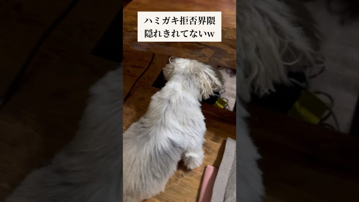 かくれきれていない犬みてw  #シーズー #犬