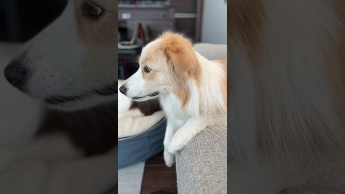 どの角度から見ても可愛い全方向美犬🐶✨ #ボーダーコリー