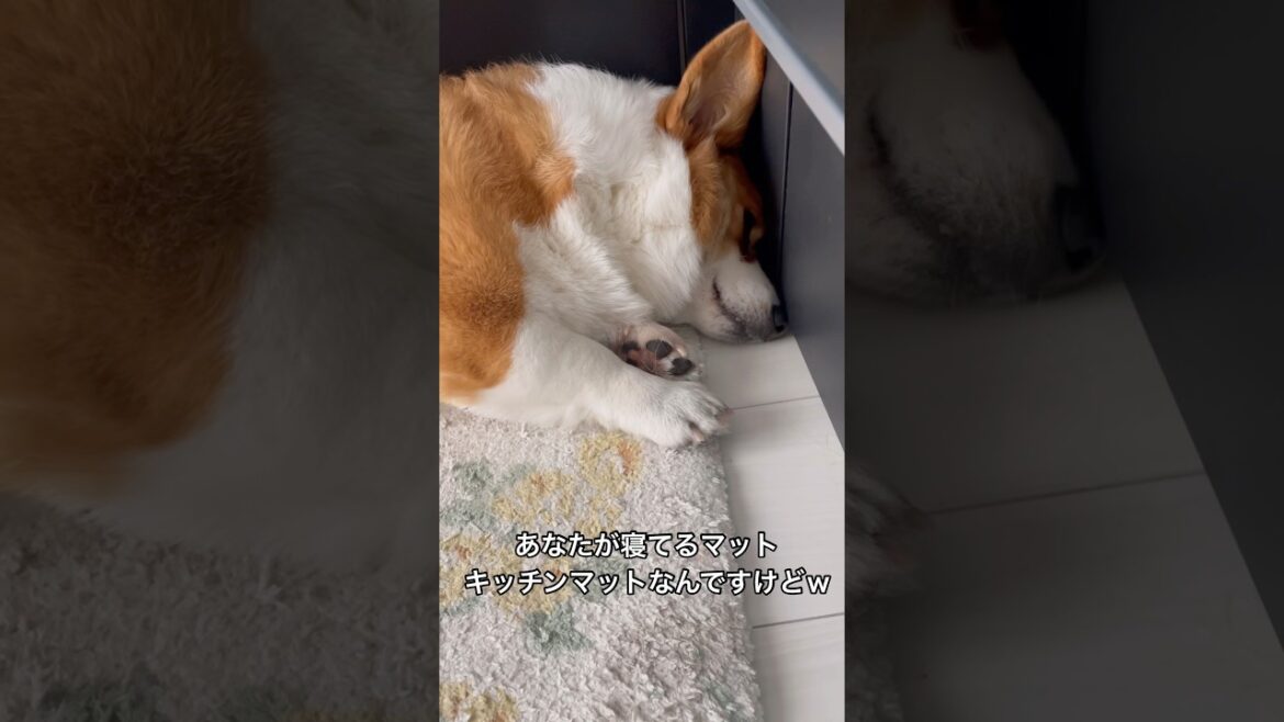 最近はソファよりキッチンマットがお気に入りらしい#コーギー#コーギー犬#コーギーのいる暮らし #犬 #犬のいる暮らし #犬のいる生活 #corgi #dog