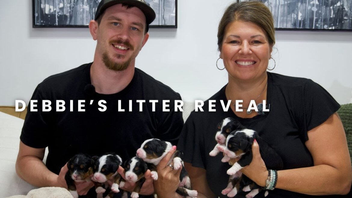 Debbie's F1 Mini Bernedoodle Puppies | Litter Reveal!!