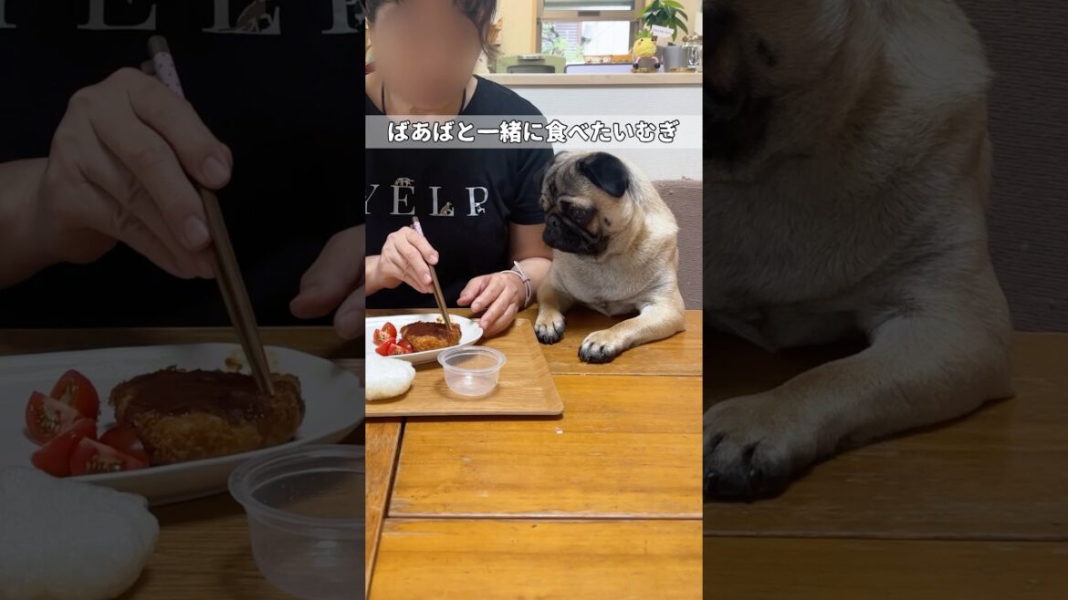 【待ってる姿が可愛い。♡】#pug #puppy #パグ #子犬 #パピー #犬のいる暮らし #pets #犬 #dog #shorts #퍼그 #哈巴狗 #かわいい