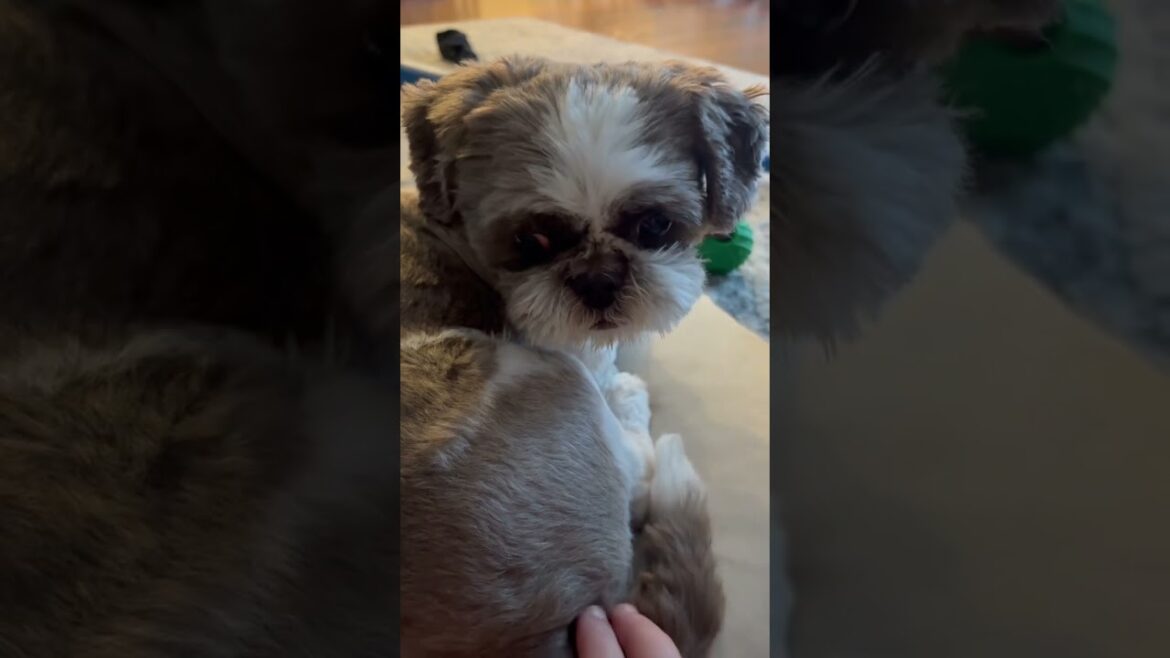 Georgi Porgi Growls 😤🐶 When You Touch the TAIL! ⚠️#shihtzu #puppy