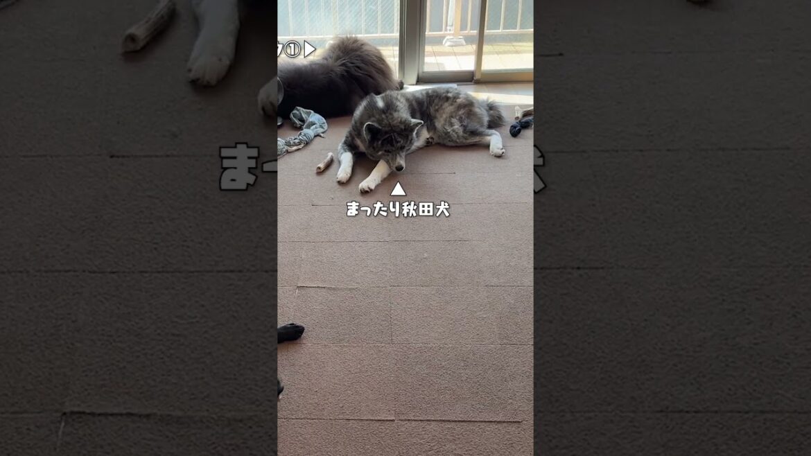 今日はみんな、のんびりモード。【チャウチャウ・秋田犬・ボーダーコリー・ラブラドールレトリバー】【多頭飼い】【大型犬】＃Shorts