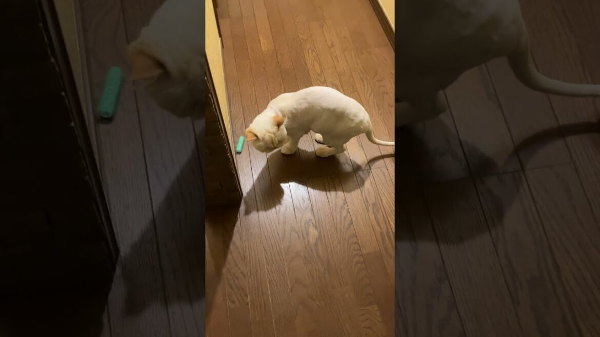 ♥チーノの日常【遊びたい…けど、追いかけられる…】ホワイトヒマラヤン14歳（72歳）　#shorts　#cat　#pets　猫好き　癒し