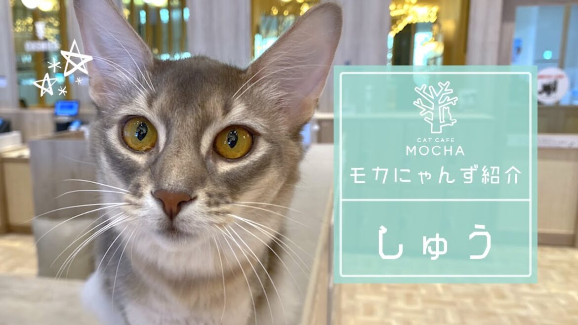 しゅう(ソマリ♂)羽生店 しゅう(ソマリ♂)羽生店