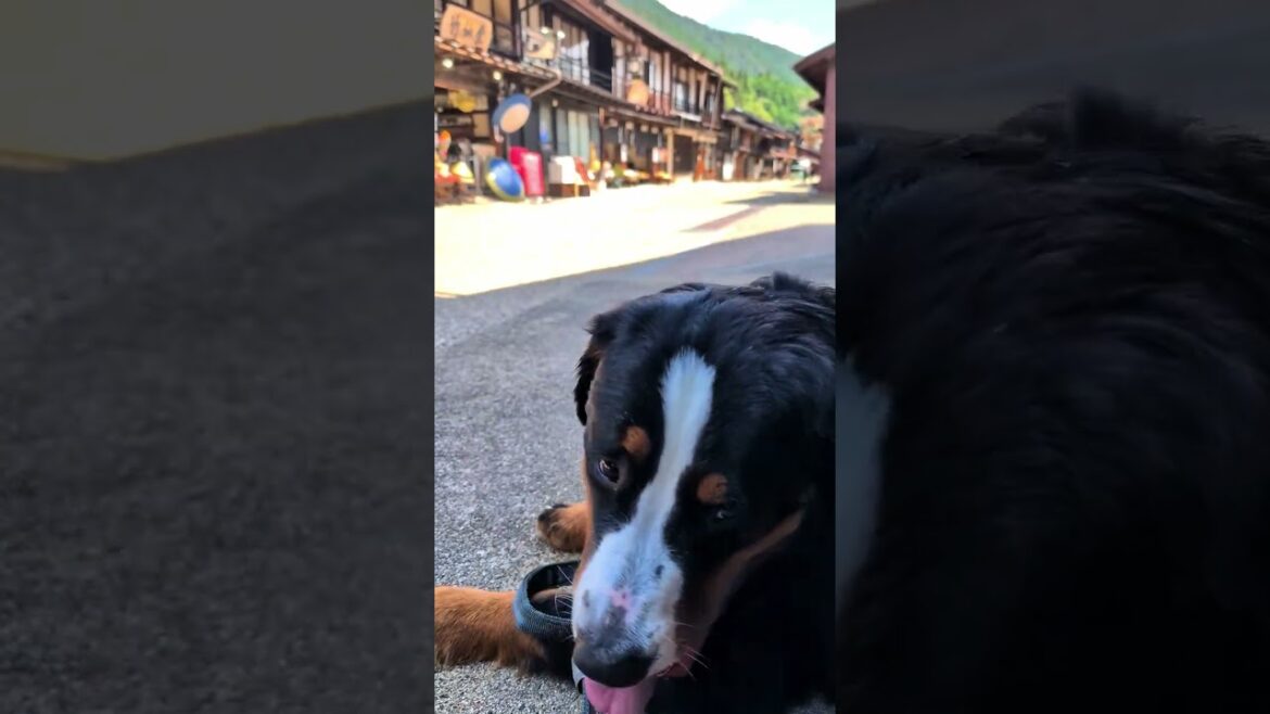 奈良井宿で休憩するバーニーズ #shorts #バーニーズマウンテンドッグ #大型犬 #bernesemountaindog #dog