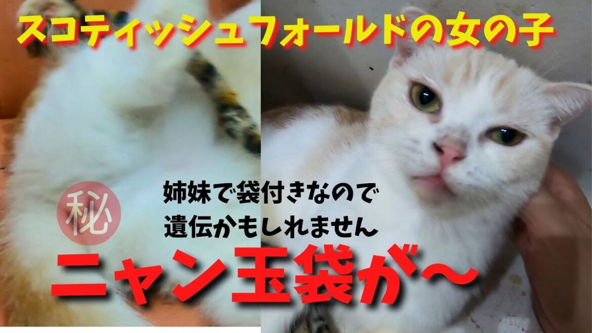 【珍しい猫】スコティッシュフォールドのメス猫にニャン玉袋がある姉妹猫（保護猫カフェ猫の木）十三駅