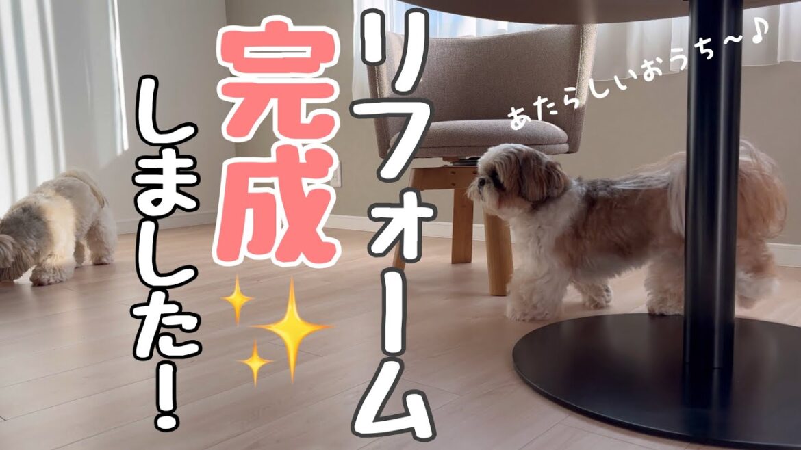 [シーズー多頭飼い]リフォーム完成しました！