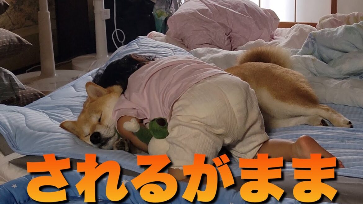 独自のスタイルの甘えん坊を全力で可愛がる柴犬