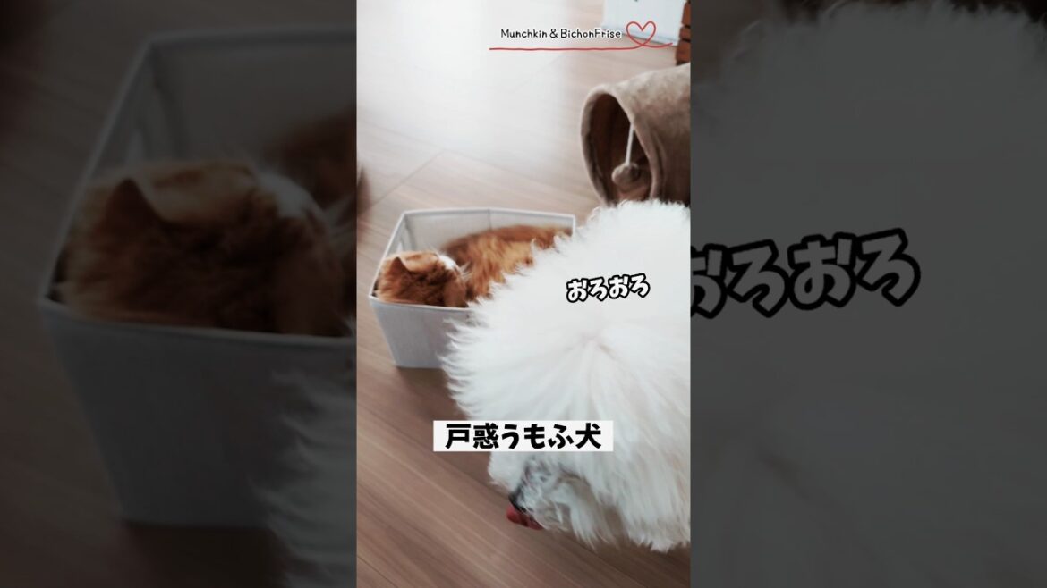 【マンチカン＆ビションフリーゼ】箱に入った女王猫に戸惑うもふ犬 【犬と猫、両方飼ってると毎日かわいい♥】