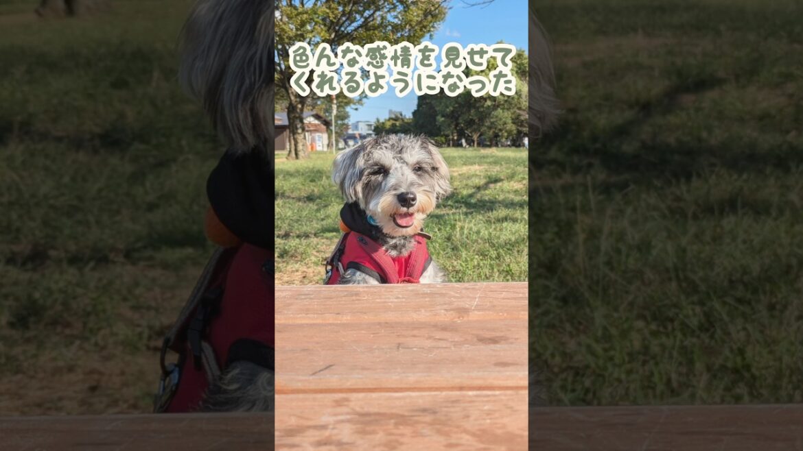 【第1回】うちの子記念日㊗️ #miniatureschnauzer #schnauzer #dog #puppy #ミニチュアシュナウザー #シュナウザー #子犬 #うちの子記念日