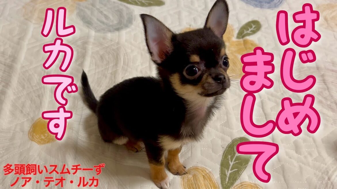 チワワの子犬が家族になりました🐾お迎え当日の様子と兄チワワ達との初対面の様子