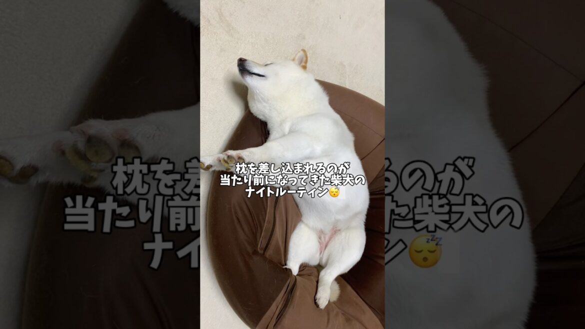 枕を差し込まれるのは当たり前🥰　#shorts #柴犬 #犬 #dog