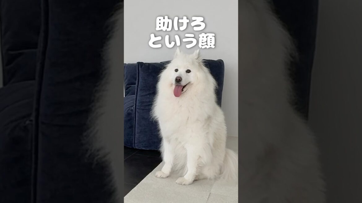 母に抱っこを要求するサモエドがかわいすぎる　#samoyed #サモエド