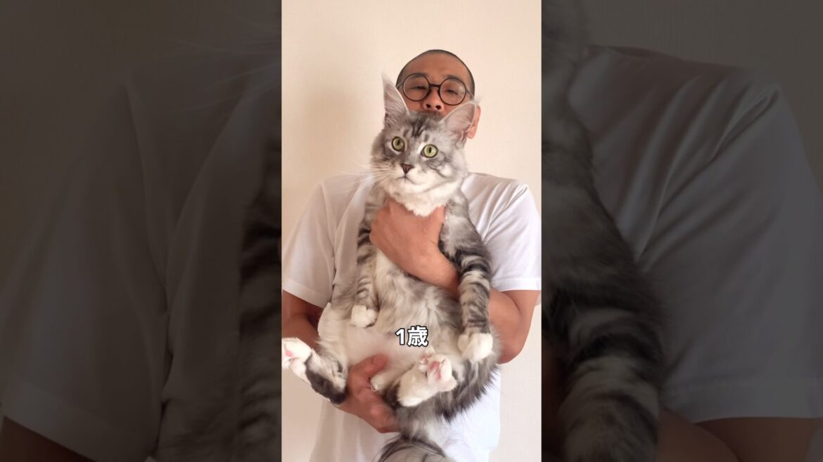 デカ猫メインクーンのビックリ成長記録
