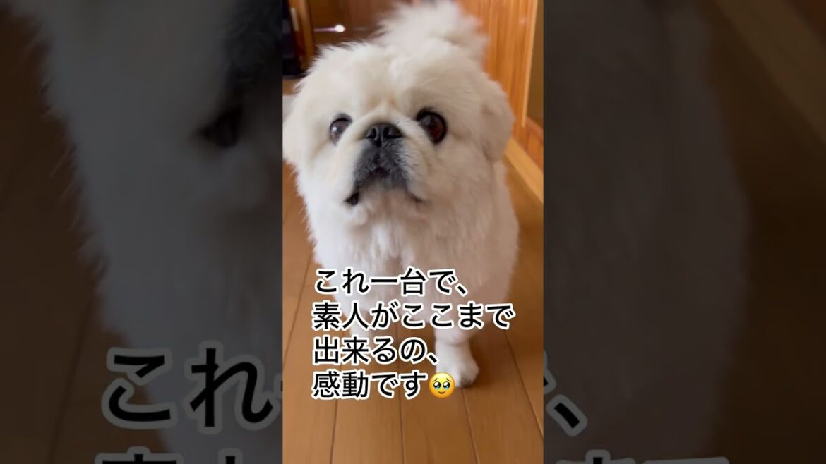 petaboo 公式ストア限定30%OFFクーポン：A15030　#ペキニーズ #トリミング#自宅トリミング#ぽぽ #ポポ