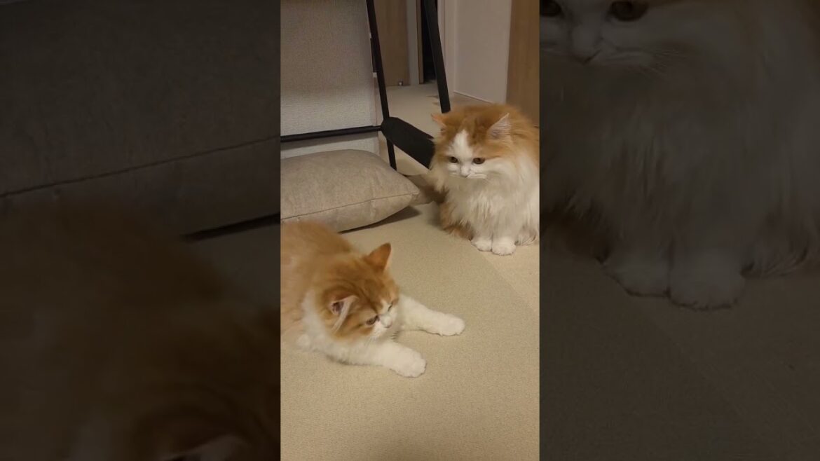 絶妙な距離感 #cat #ragamuffin #ねこ #ラガマフィン #猫のいる暮らし #猫のいる生活