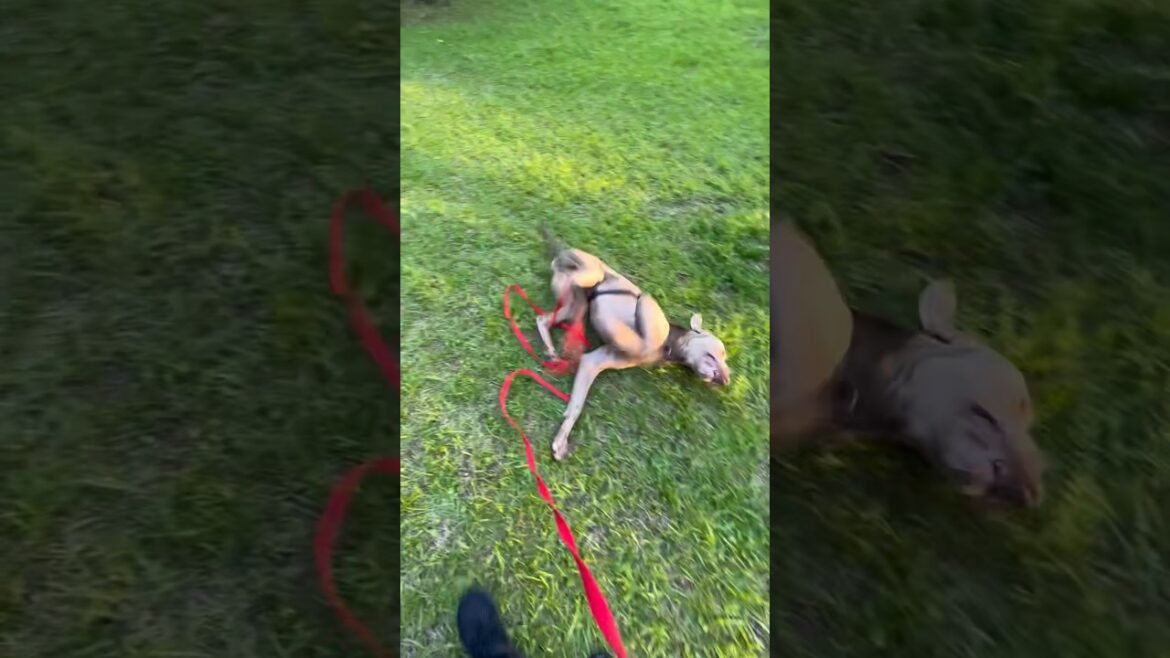 ゴロンが受け身になってしまう愛犬#大型犬 #ゴールデンレトリバー #ワイマラナー