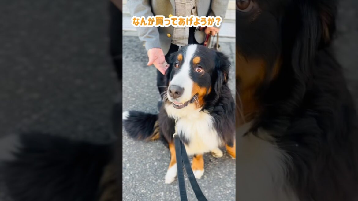 人見知りゼロ‼️初対面で足に座るバーニーズ🐾
