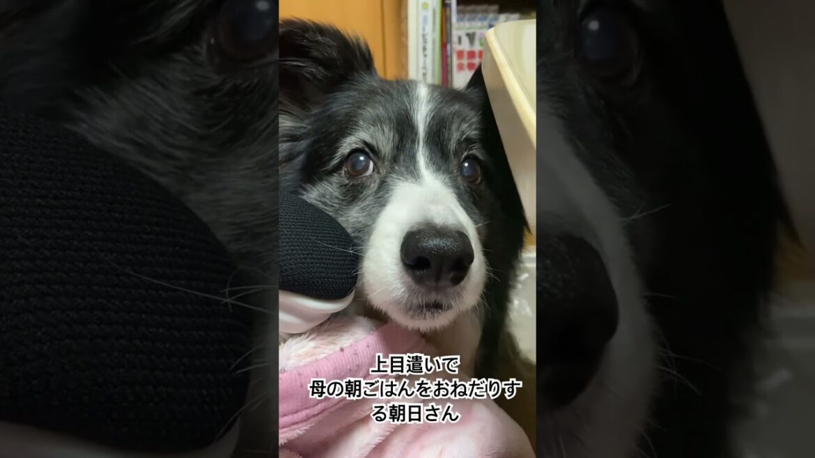 食いしん坊犬がいると朝はこうなる　笑#ボーダーコリー #食いしん坊