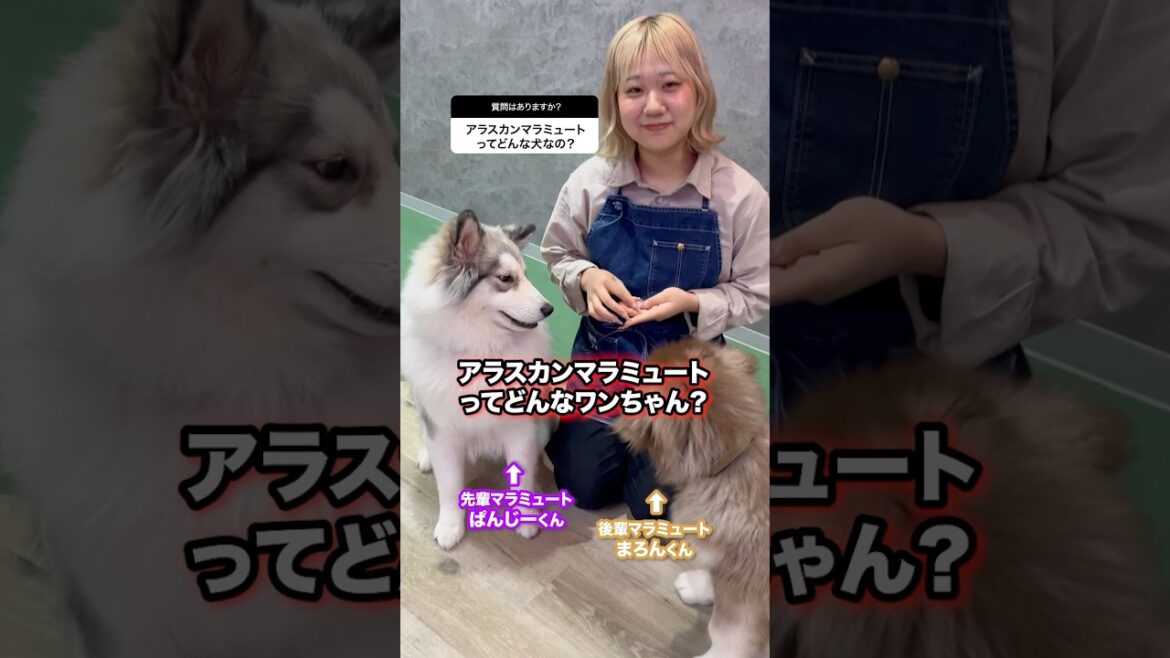 アラスカンマラミュートってどんなわんちゃん🧐？お答えします‼️ #ハスキー #ハスキーカフェ #可愛い