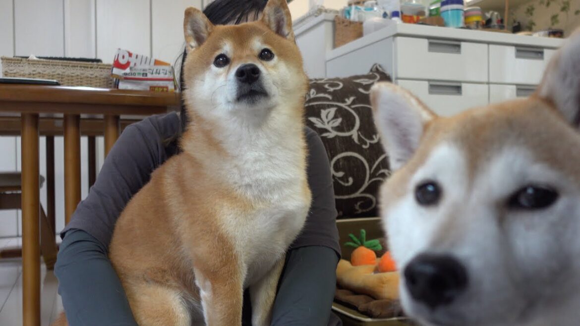 実家の柴犬の飼い主、緊急入院へ。