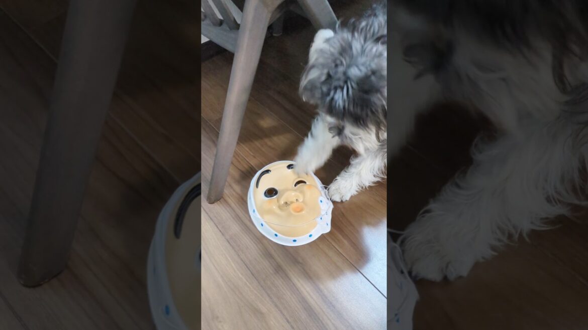 ひょっとこをシバくミニシュナ #miniatureschnauzer #schnauzer #dog #ミニチュアシュナウザー #シュナウザー #犬のいる生活