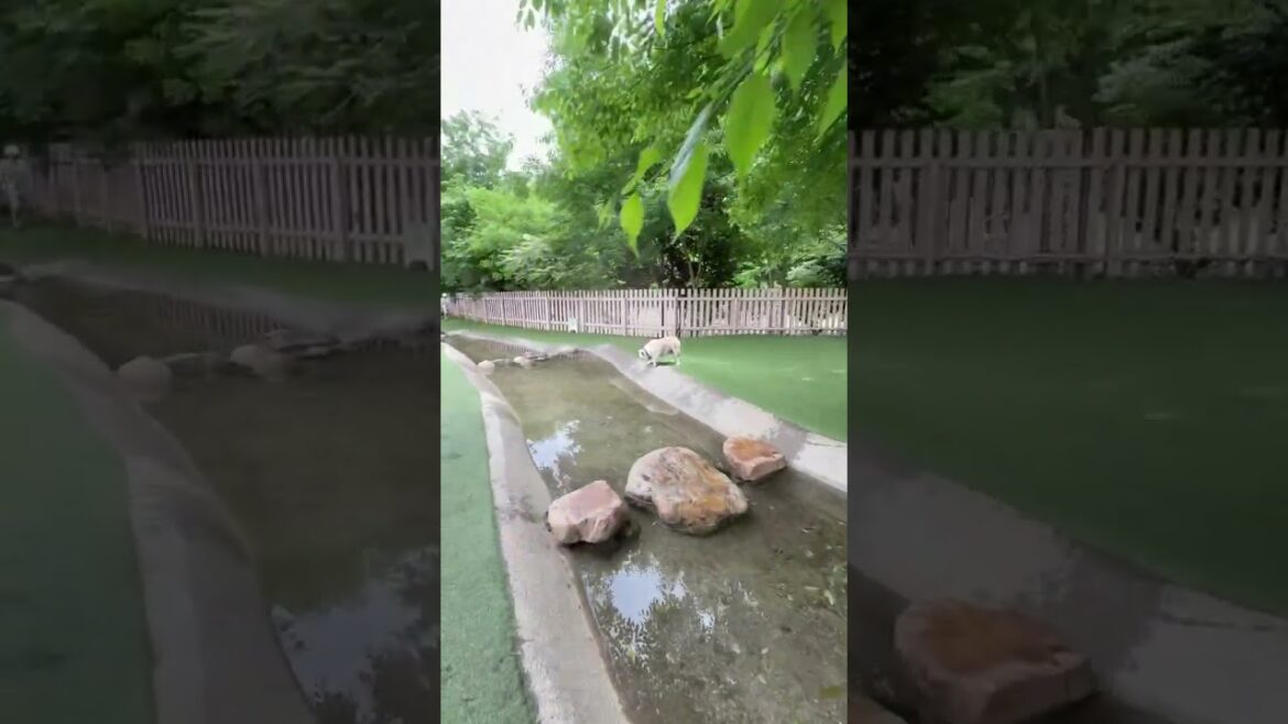 水陸両用ブルドッグ完成