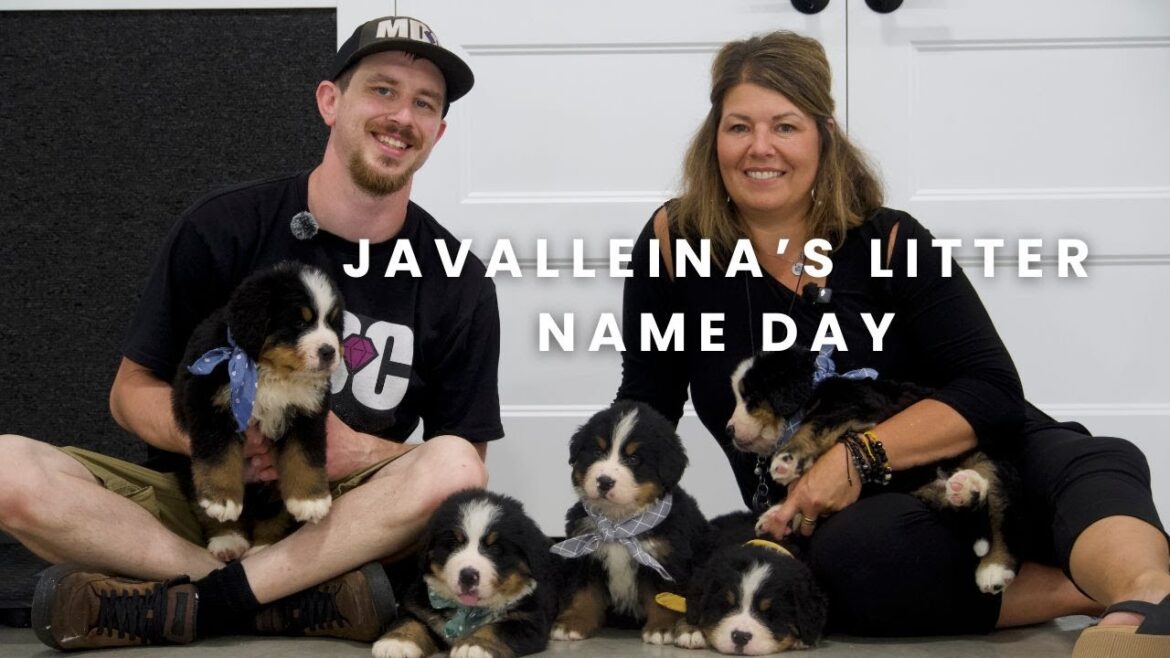 Javalleina のバーニーズ・マウンテン・ドッグの子犬 | 子犬の名前の日！
