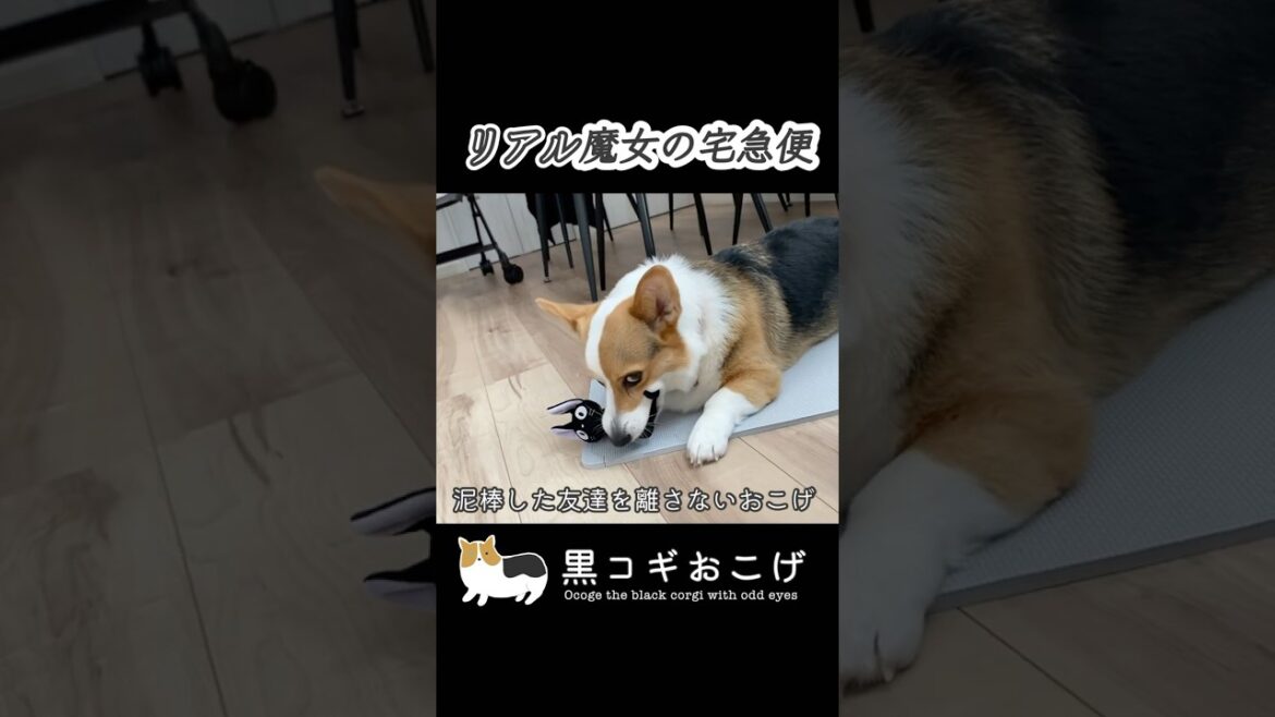 誰かジジを助けてください #コーギー#黒コギ #トライカラー #黒コギおこげ  #dog #animals #corgi #oddeye #オッドアイ #魔女の宅急便 #ジジ